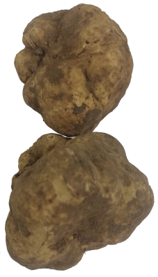 fresh-prestigious-white-truffle