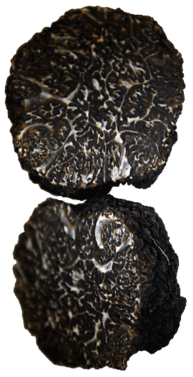 Prestigious black truffle of Norcia