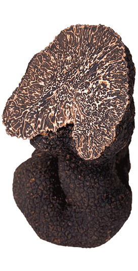 Hooked black truffle of Norcia